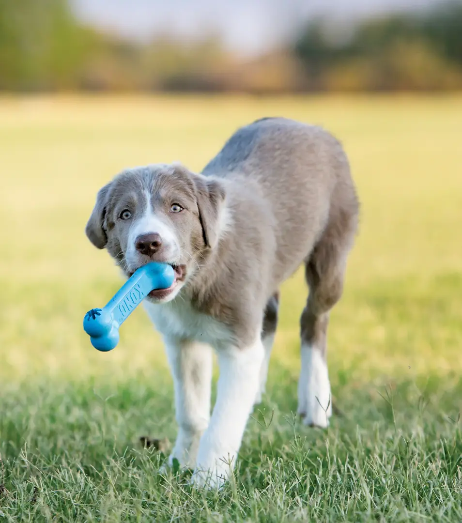 Hračka Kong Dog Puppy Kosť fialová, guma prírodná, S